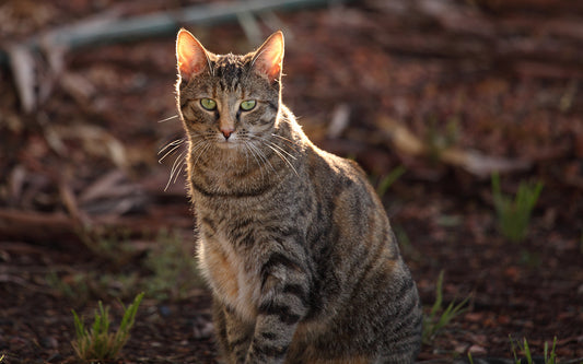 Feral Cats in Australia