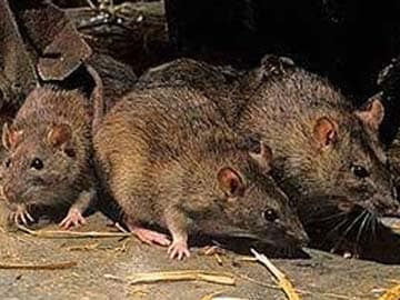 RODENTS