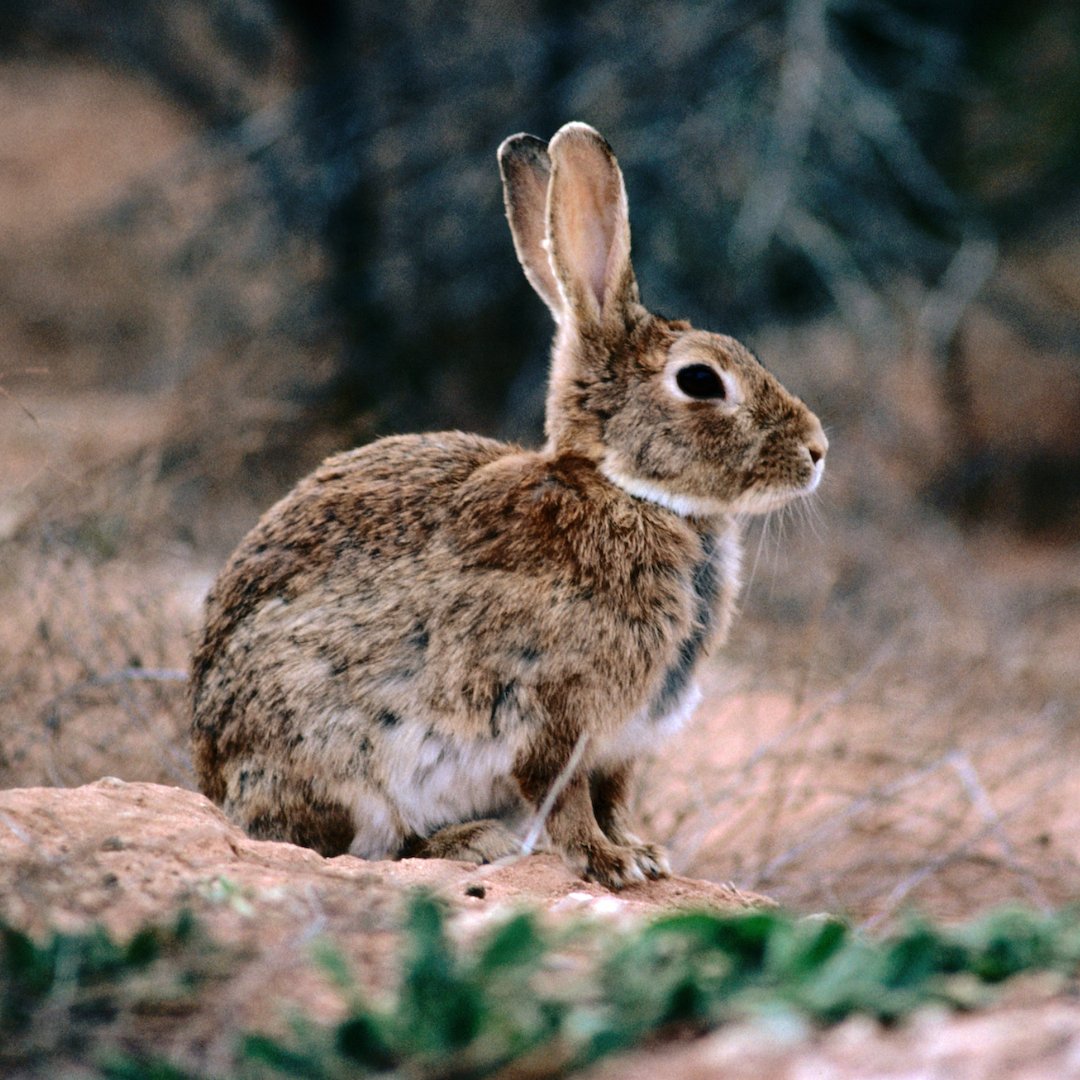 RABBITS