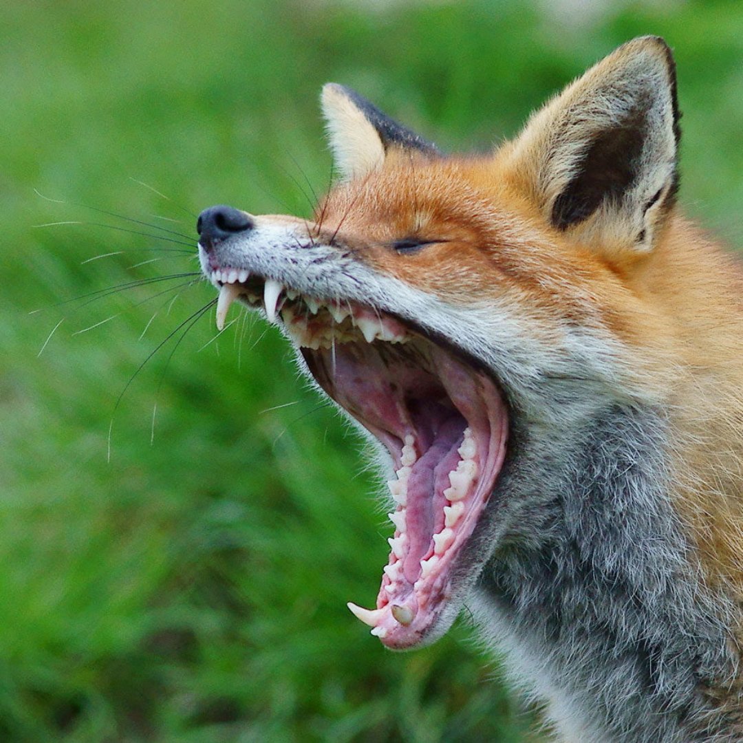 THE BUNTINE FOX TRAP