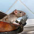 THE REPEATER - HUMANE SPRING LOADED MOUSE TRAP