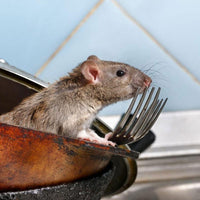 THE REPEATER - HUMANE SPRING LOADED MOUSE TRAP