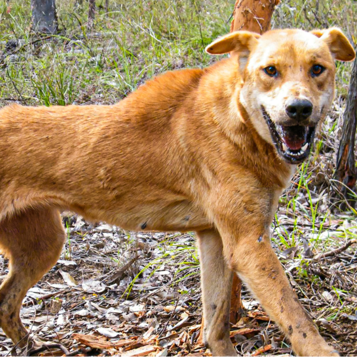THE TANAMI WILD DOG TRAP