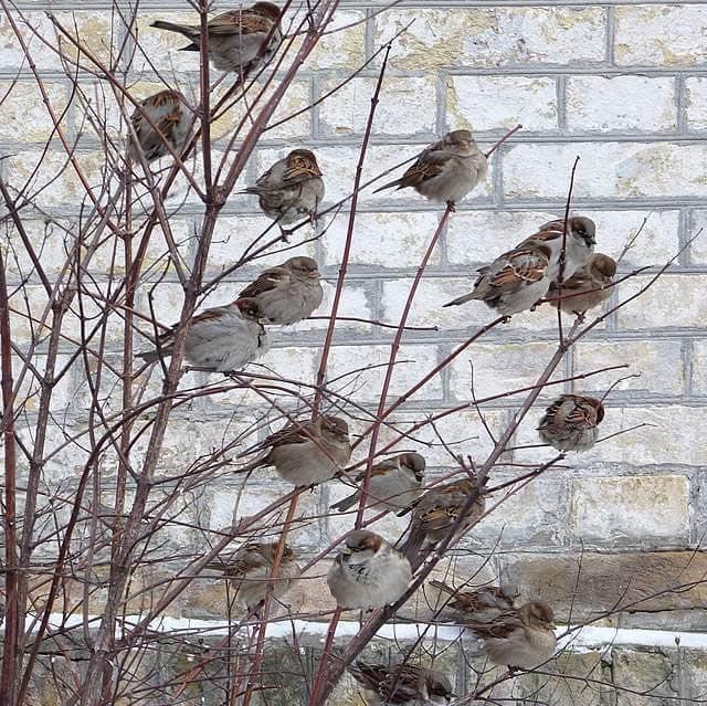 THE OTWAY SPARROW TRAP