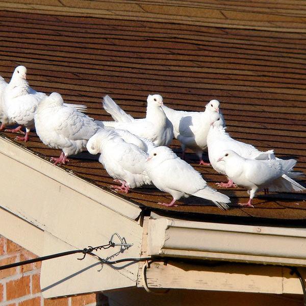 THE WIMMERA PIGEON TRAP