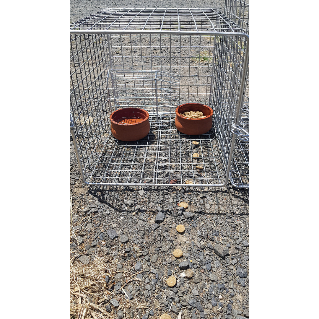 THE DARGO INDIAN MYNA TRAP