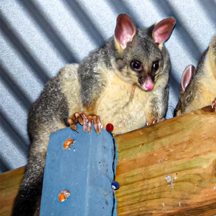 THE PIMBA POSSUM TRAP