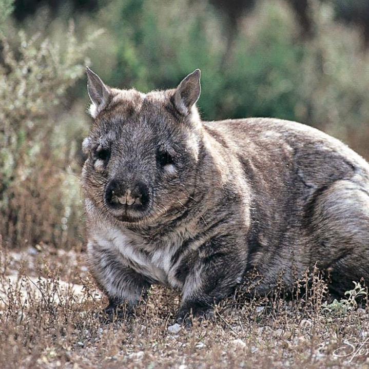 THE OMEO WOMBAT TRAP