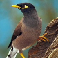 THE DARGO INDIAN MYNA TRAP