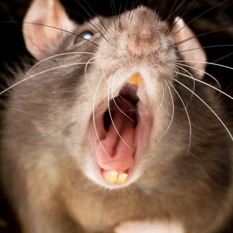 THE RAT HOUSE