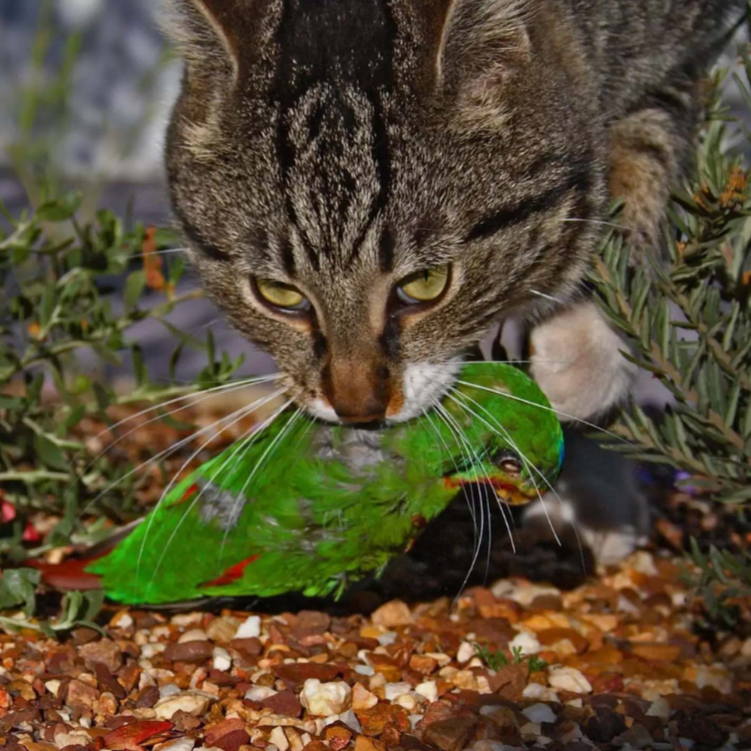 THE JINDABYNE CAT TRAP