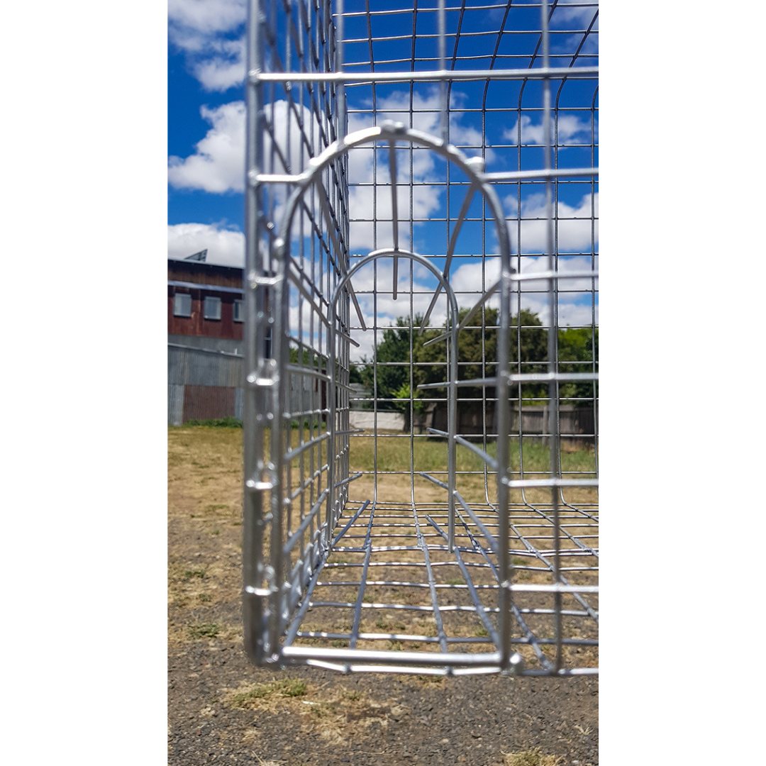 THE DARGO INDIAN MYNA TRAP