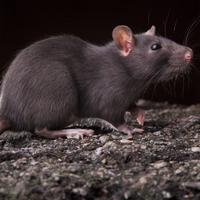 THE ELECTRIC CHAIR - Sudden death for rats and mice