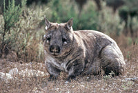 THE OMEO WOMBAT TRAP